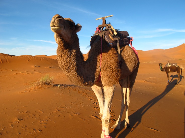 Morocco-Sahara-Desert-Erg-Chebbi-Camel-Dromedar_Source-NOSADE